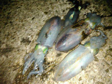 今年初ナイトエギング！